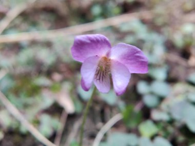 Viola mandshurica, kuzeydoğu menekşesi veya Viola obtusa
