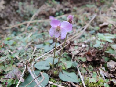 Viola mandshurica, kuzeydoğu menekşesi veya Viola obtusa