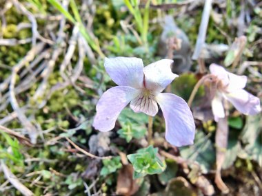 Viola mandshurica, kuzeydoğu menekşesi veya Viola obtusa