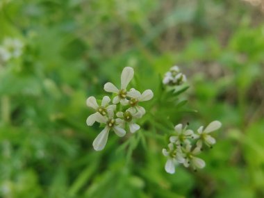Scandix pecten-veneris, Venüs iğnesi, Shepherdsneedle bitkisi