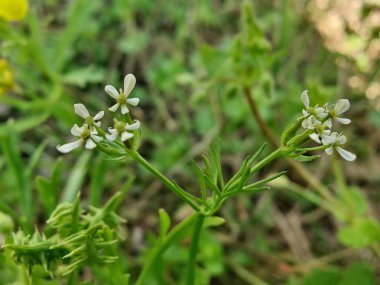 Scandix pecten-veneris, Venüs iğnesi, Shepherdsneedle bitkisi