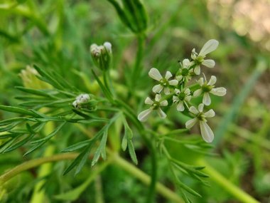 Scandix pecten-veneris, Venüs iğnesi, Shepherdsneedle bitkisi