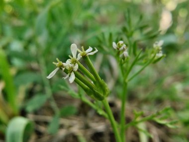 Scandix pecten-veneris, Venüs iğnesi, Shepherdsneedle bitkisi