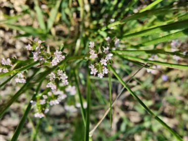 Scandix pecten-veneris, Venüs iğnesi, Shepherdsneedle bitkisi