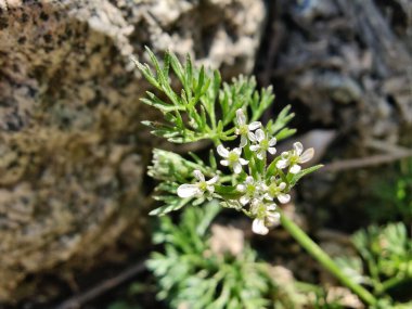 Scandix pecten-veneris, Venüs iğnesi, Shepherdsneedle bitkisi
