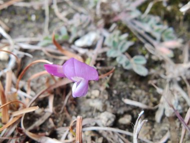 Lotus Glinoides veya Hawrbeith veya Lotus Ehrenbergii