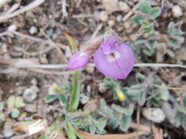 Lotus Glinoides veya Hawrbeith veya Lotus Ehrenbergii