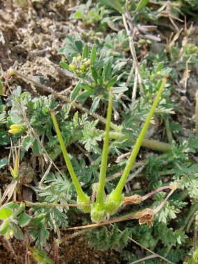 Yaygın Leylek Faturası, kırmızısaplı dolgu ya da Erodyum Cicutarium