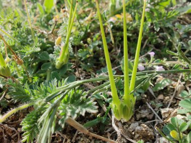 Yaygın Leylek Faturası, kırmızısaplı dolgu ya da Erodyum Cicutarium