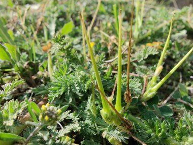 Yaygın Leylek Faturası, kırmızısaplı dolgu ya da Erodyum Cicutarium