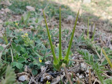 Yaygın Leylek Faturası, kırmızısaplı dolgu ya da Erodyum Cicutarium