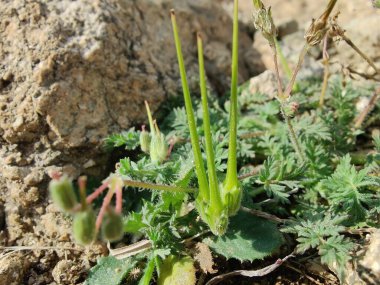 Yaygın Leylek Faturası, kırmızısaplı dolgu ya da Erodyum Cicutarium