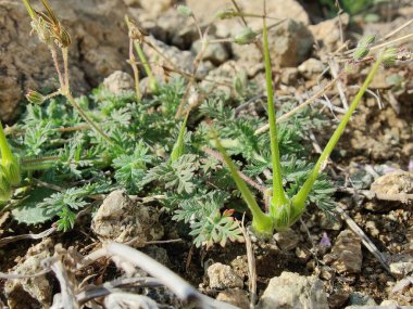Yaygın Leylek Faturası, kırmızısaplı dolgu ya da Erodyum Cicutarium