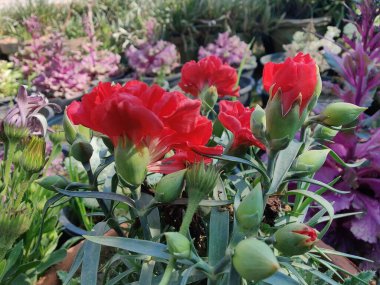 Dianthus Early Bird, Radiance Pink veya Dianthus Caryophyllus