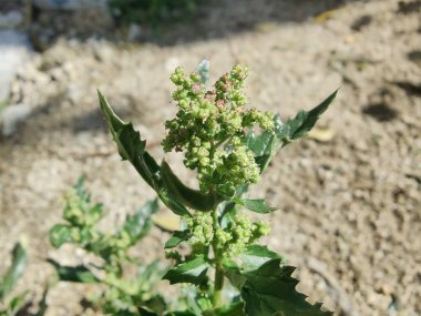 Chenopodiastrum freski ya da Nettle tarafından terk edilmiş kaz ayağı.
