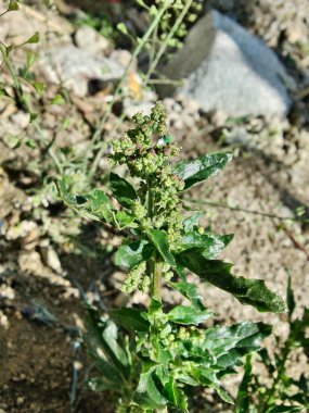 Chenopodiastrum freski ya da Nettle tarafından terk edilmiş kaz ayağı.