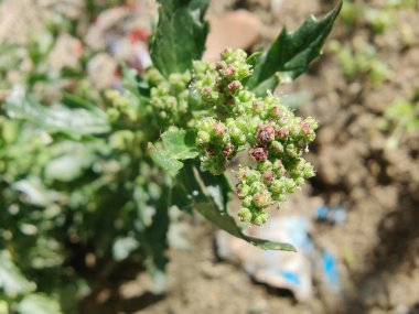 Chenopodiastrum freski ya da Nettle tarafından terk edilmiş kaz ayağı.