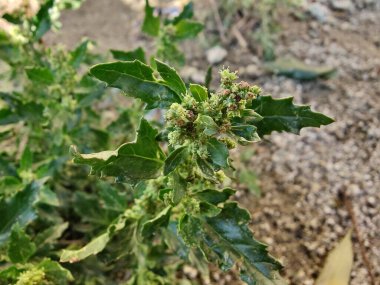 Chenopodiastrum freski ya da Nettle tarafından terk edilmiş kaz ayağı.