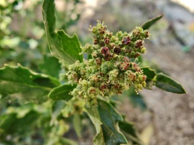 Chenopodiastrum freski ya da Nettle tarafından terk edilmiş kaz ayağı.