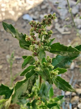 Chenopodiastrum freski ya da Nettle tarafından terk edilmiş kaz ayağı.