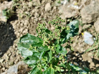 Chenopodiastrum freski ya da Nettle tarafından terk edilmiş kaz ayağı.