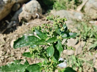 Chenopodiastrum freski ya da Nettle tarafından terk edilmiş kaz ayağı.