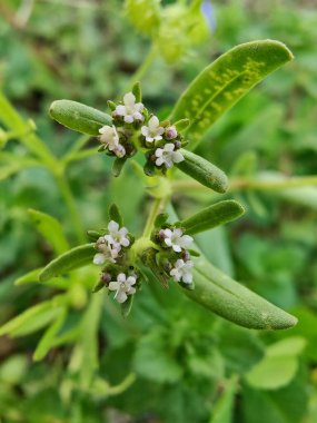 Mısır Salatası veya Valeriana Locusta