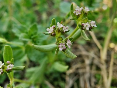 Mısır Salatası veya Valeriana Locusta