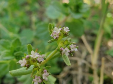 Mısır Salatası veya Valeriana Locusta