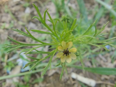 Adonis dentata Delile veya Adonis microcarpa