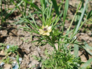 Adonis dentata Delile veya Adonis microcarpa