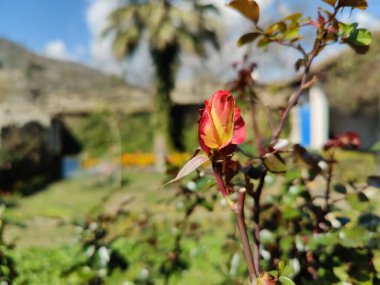 Posterler, duvar kağıtları, sosyal medya veya eğitim materyalleri için mükemmel yaratıcı projelere hayat verecek canlı renkler ve karmaşık detaylar sunan güllerin ya da gül çiçeklerinin güzel yakalanmış görüntüleri