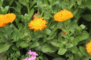 Çiçek açan Calendula, Ruddles veya Ot Merigold çiçeklerinin kaliteli fotoğrafları zarafeti ve her türlü tasarım projesi veya sanatsal ilham için mükemmel olan taç yapraklarının ince cazibesini tasvir eder.