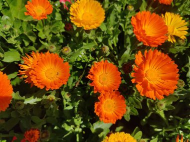 Çiçek açan Calendula, Ruddles veya Ot Merigold çiçeklerinin kaliteli fotoğrafları zarafeti ve her türlü tasarım projesi veya sanatsal ilham için mükemmel olan taç yapraklarının ince cazibesini tasvir eder.