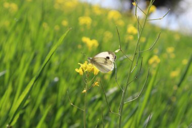 Hardal, Rapistrum, Brassica rapa veya kolza çiçeği 
