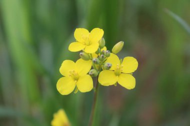 Hardal, Rapistrum, Brassica rapa veya kolza çiçeği 