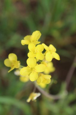 Hardal, Rapistrum, Brassica rapa veya kolza çiçeği 