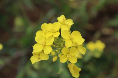 Hardal, Rapistrum, Brassica rapa veya kolza çiçeği 