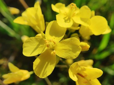 Hardal, Rapistrum, Brassica rapa veya kolza çiçeği 