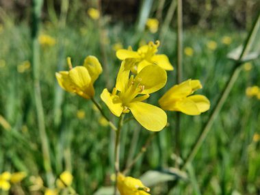 Hardal, Rapistrum, Brassica rapa veya kolza çiçeği 