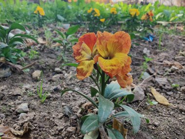 Erysimum cheiri, yaygın duvar çiçeği ya da cheiranTHus