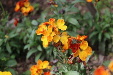 Erysimum cheiri, yaygın duvar çiçeği ya da cheiranTHus