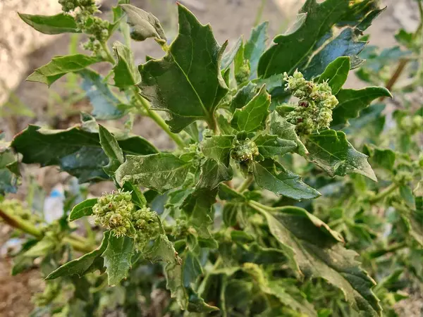 Chenopodiastrum freski ya da Nettle tarafından terk edilmiş kaz ayağı.