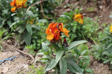 Erysimum cheiri, yaygın duvar çiçeği ya da cheiranTHus