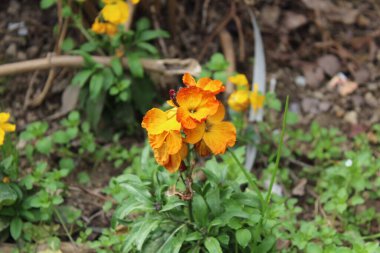 Erysimum cheiri, yaygın duvar çiçeği ya da cheiranTHus