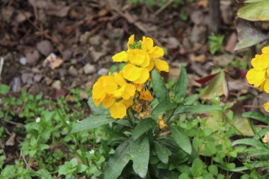 Erysimum cheiri, yaygın duvar çiçeği ya da cheiranTHus