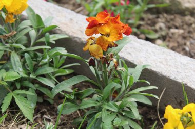Erysimum cheiri, yaygın duvar çiçeği ya da cheiranTHus