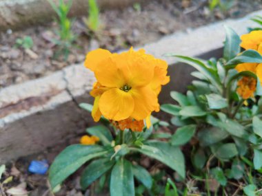 Erysimum cheiri, yaygın duvar çiçeği ya da cheiranTHus