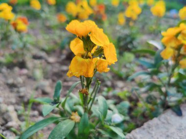 Erysimum cheiri, yaygın duvar çiçeği ya da cheiranTHus
