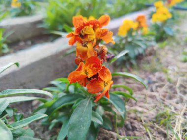 Erysimum cheiri, yaygın duvar çiçeği ya da cheiranTHus